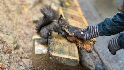 The boy feeds a squirrel with nutlets from a hand in the wood