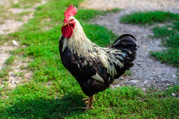 cock. black and white rooster