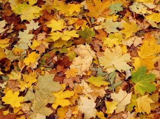 yellow leaves of maple tree jasmine bush at autumn