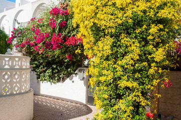 Blooming garden in the yard