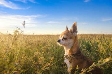 Small chihuahua dog enjoying golden sunset in grass. It stands side to camera on colorful field. Blue sky and white clouds around. Shot from down