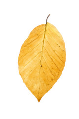 Buchenblatt mit Herbstfärbung, freisteller