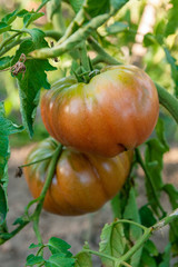 Ripe tomatoes growing on the branches - cultivated in the garden