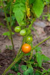 Greeny cherry tomatoes - A bunch unripe cherry tomatoes in a gre