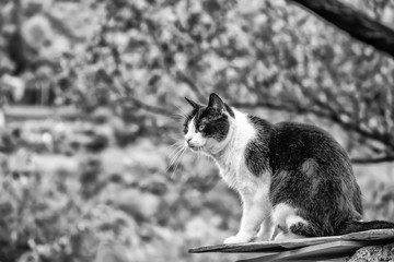 Black and white cat profile portrait