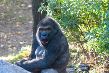 Gorilla Looks Surprised