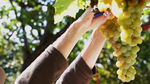 Man cuts off white grape cluster in vineyard using scissors, at sunny summer day; 