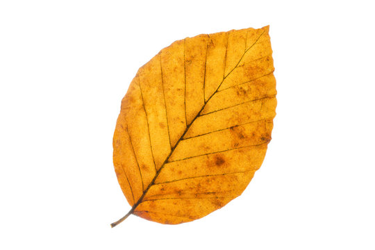 Buchenblatt mit Herbstf&auml;rbung, freisteller