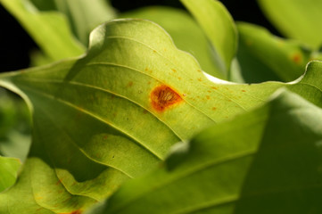 Leaf spots on a host