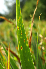 Leaf spots on iris
