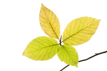 Buchenblätter mit Herbstfärbung, freisteller