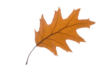 Blatt mit Herbstfärbung, freisteller