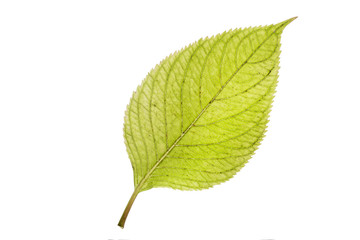 Fototapeta premium Hortensienblatt mit Herbstfärbung, freisteller