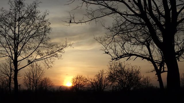 Silhouette of trees sways in the wind at sunset