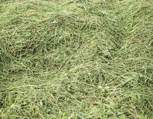 Heu, Heuwiese, Heuernte