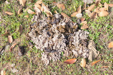 buffalo dung.Buffalo dung can be used as fertilizer.