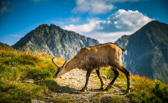 Fototapeta Beautiful chamois mountain goat in natural habitat