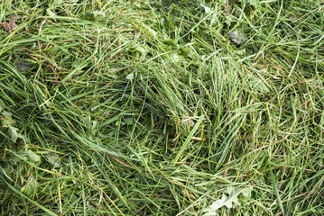 Heu, Heuwiese, Heuernte