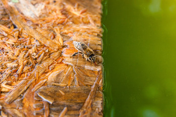 Bees drinking water on the wooden plank at the summer.