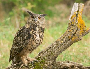 Eurasian Owl By A Mossy Stump