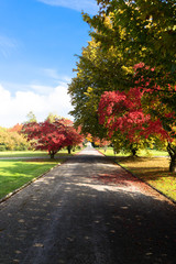 Naklejka premium autumn