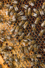 View of the working bees on the honeycomb with sweet honey.