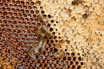 View of the working bees on the honeycomb with sweet honey.
