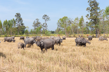 Naklejka premium Buffalo in field. Original agriculture use buffalo plow the fie