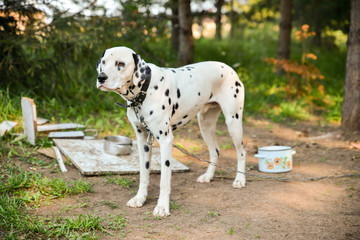 Beautiful Dalmatian on the chain summer's day the lawn