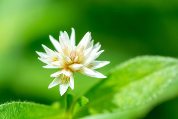 small white flower