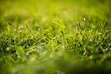 green grass, beautiful sunlight background blur closeup