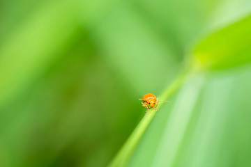 orange bug on leaf