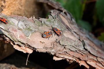 Black and red Firebug or Pyrrhocoris apterus, on a old tree trun
