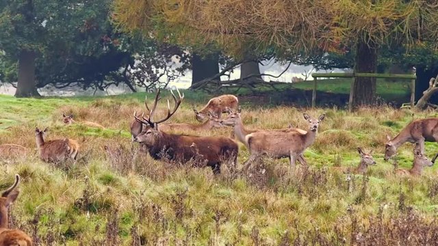 Male Stag Deer calling at Tatton Country Park, Cheshire, UK