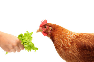 Portrait of the hen