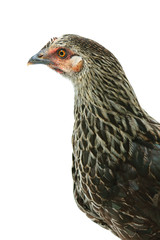 Portrait of the hen