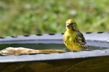 Girlitz an der Vogeltränke 