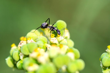 Black ant on flower