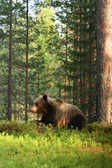 brown bear lying on the ground in forest