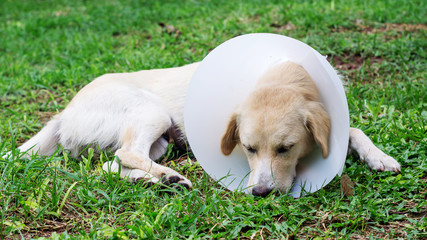 Sick dog wearing a funnel collar and  lying on a grass.
