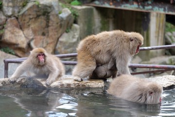 Obraz premium 温泉に入る猿 地獄谷