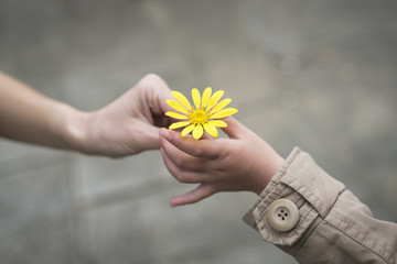 黄色い花を手渡す親子の手 - obrazy, fototapety, plakaty