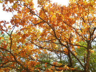 Yellow and orange fall foliage in the afternoon sunlight, South Korea