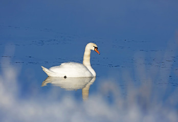 Mute swan (Cygnus olor).
