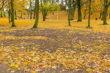 Golden autumnal leaves lying on ground in city park