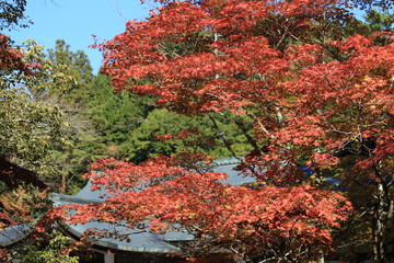 高野山の秋景色