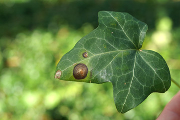 Leaf spots on ivy leaf - obrazy, fototapety, plakaty