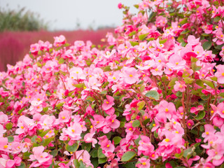 Pink Begonia or Pelargonium flower at Kawaguchiko lake in Japan