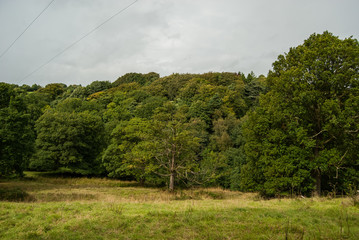 FOREST, UPPER DEARNE WOODLANDS, WEST YORKSHIRE, ENGLAND  © DawidDobosz