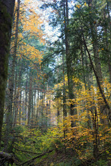 Yellow deciduous tree in the coniferous wood